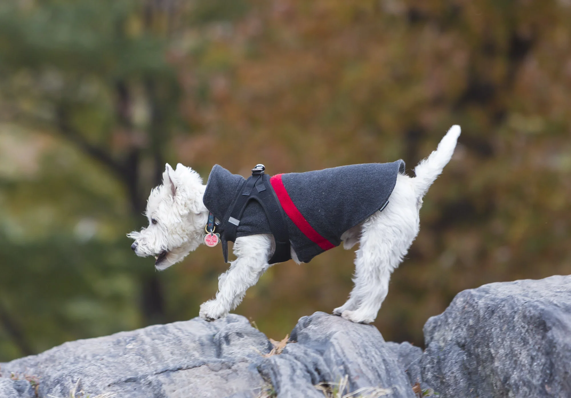 dogs-10.jpg