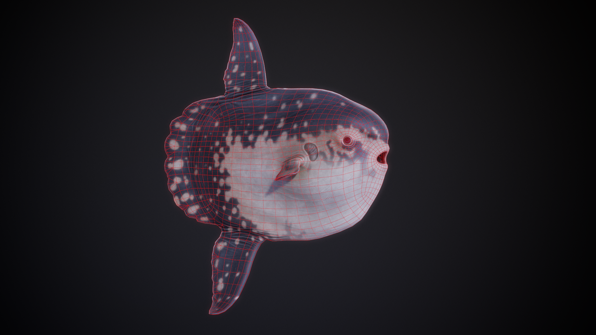 SunFish_01_Wireframe.png