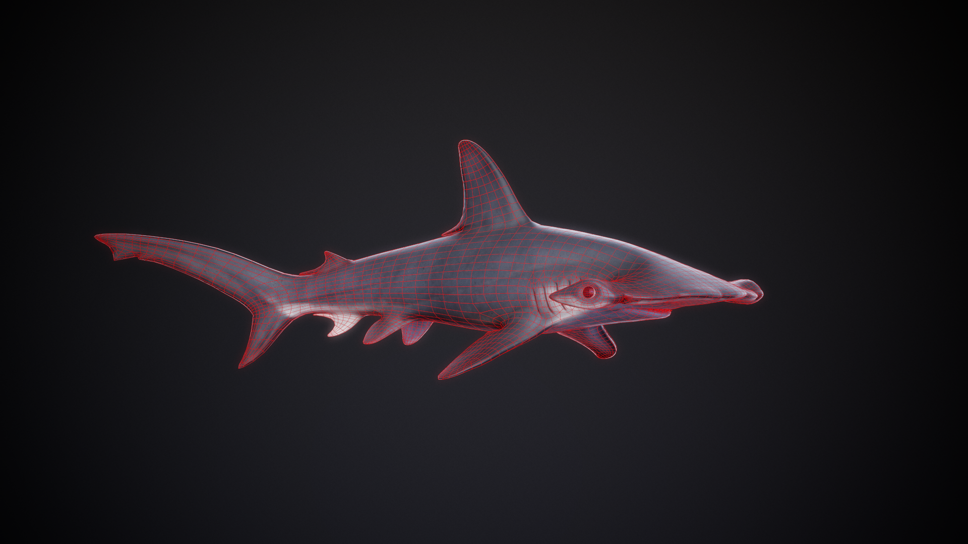 Scalloped_Hammerhead_04_Wireframe.png
