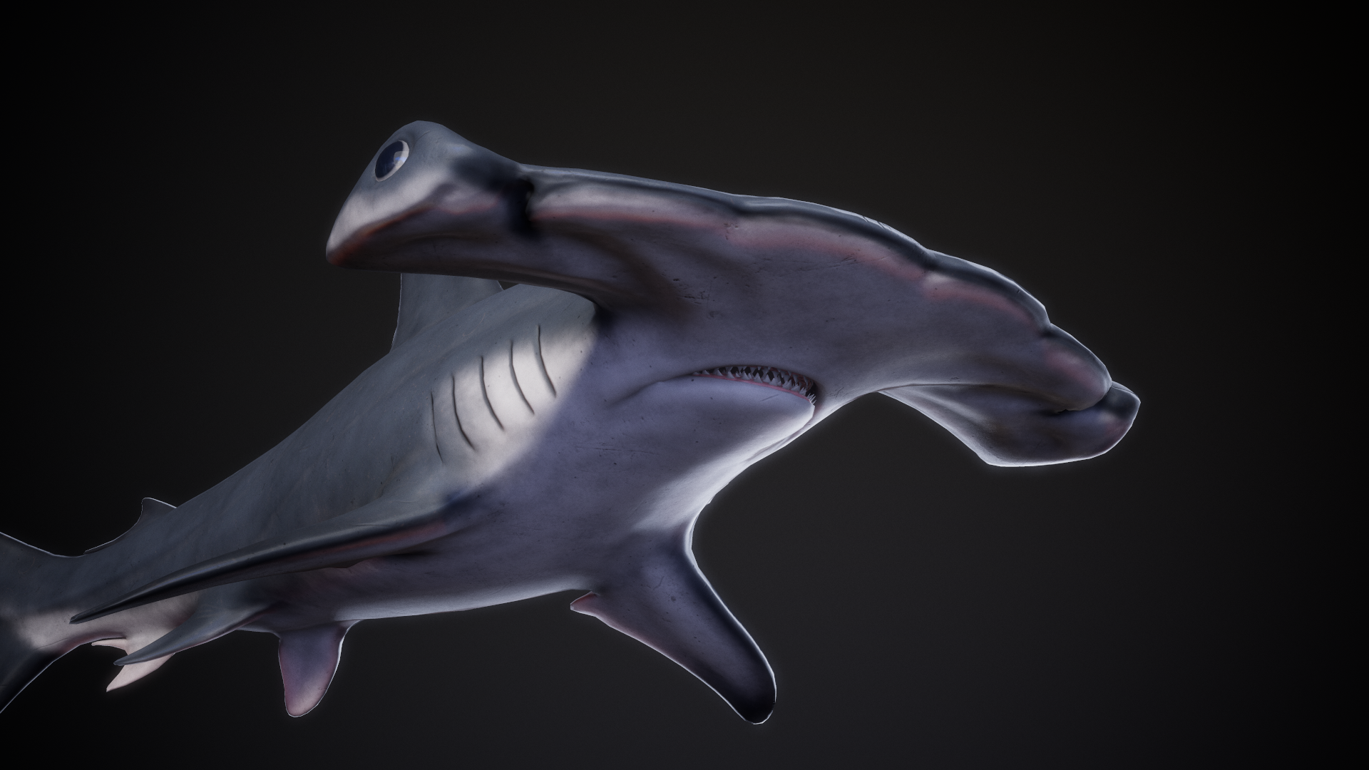 Scalloped_Hammerhead_05.png
