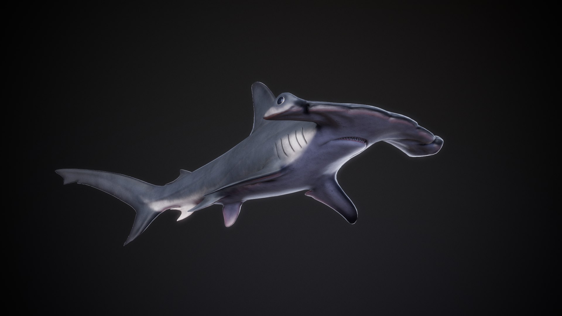 Scalloped_Hammerhead_01.png