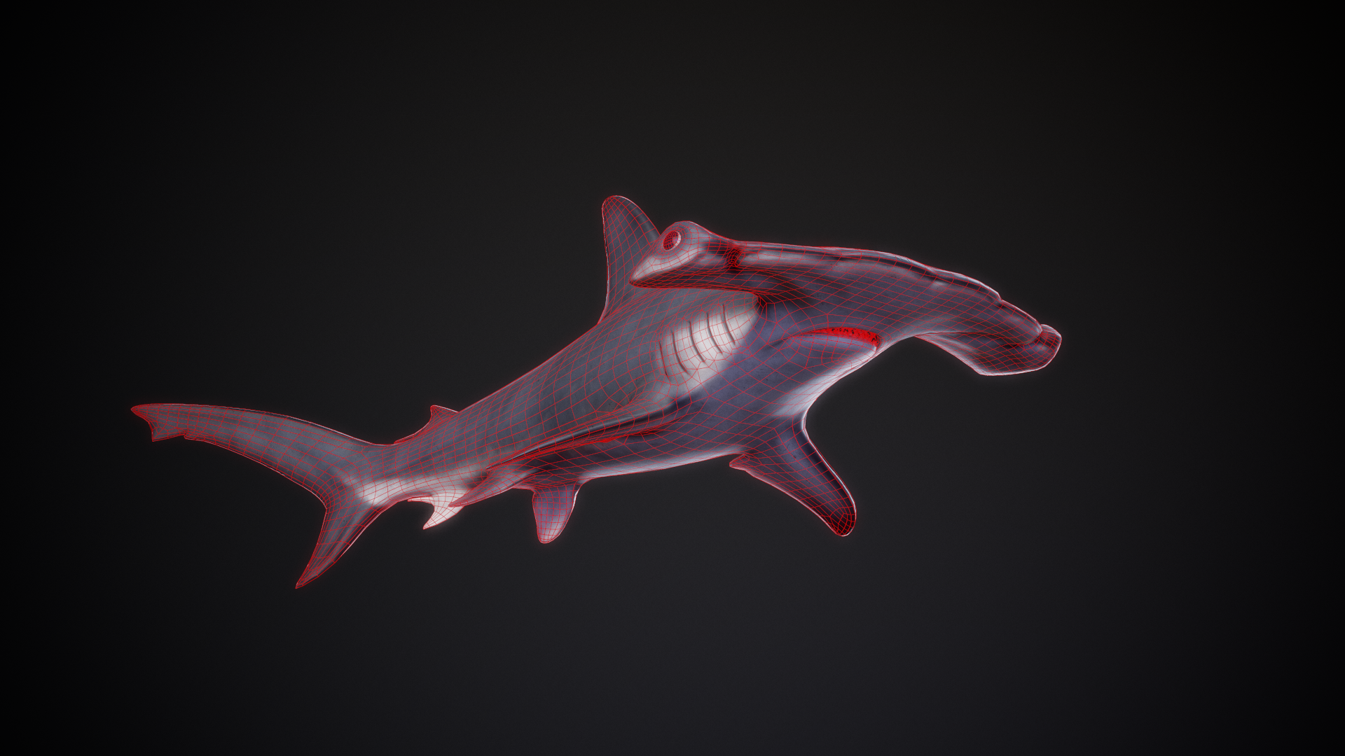 Scalloped_Hammerhead_01_Wireframe.png