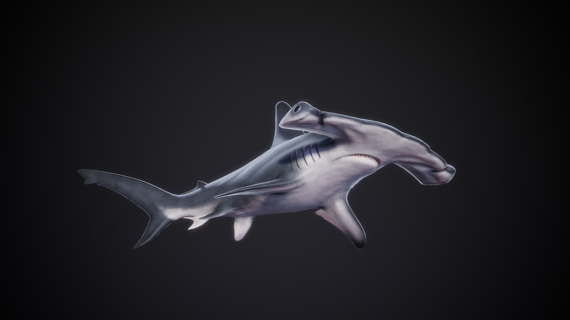 Scalloped_Hammerhead_02.png