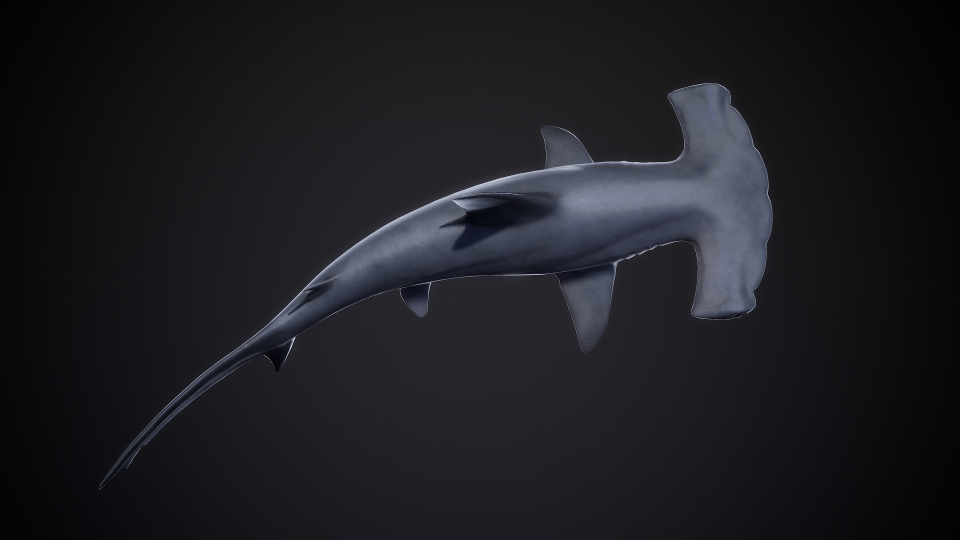 Scalloped_Hammerhead_03.png