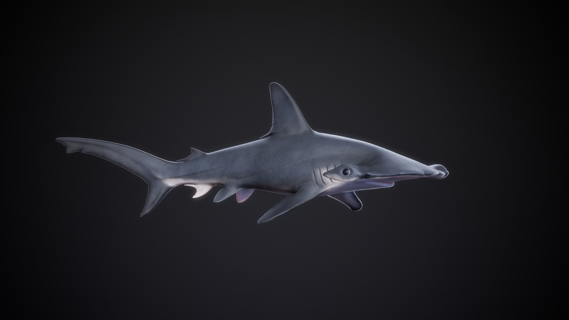 Scalloped_Hammerhead_04.png