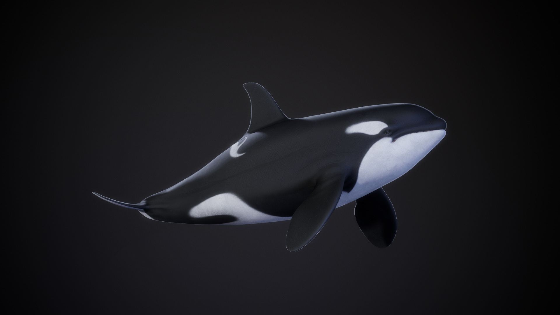 Orca_05.png