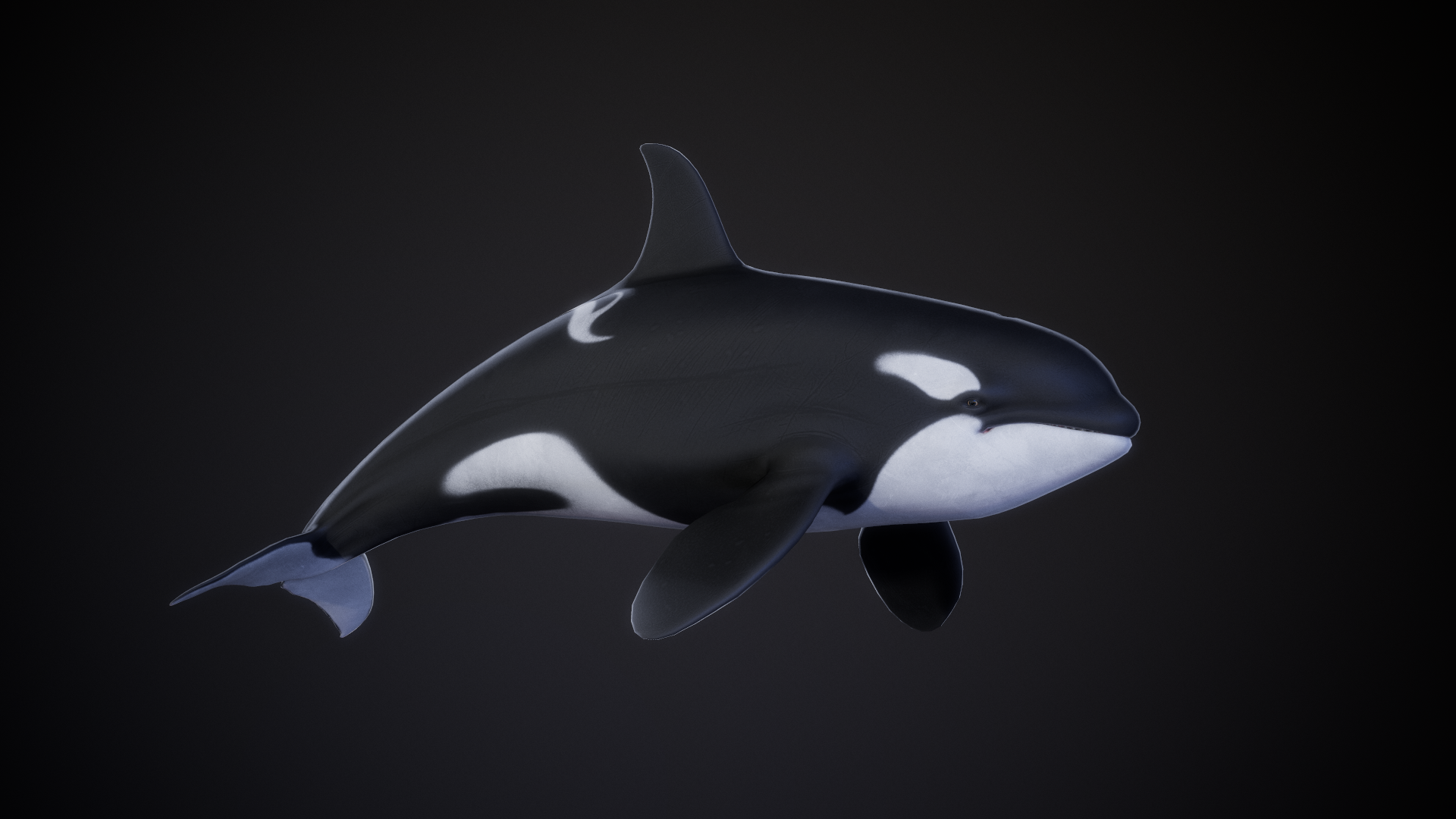 Orca_01.png