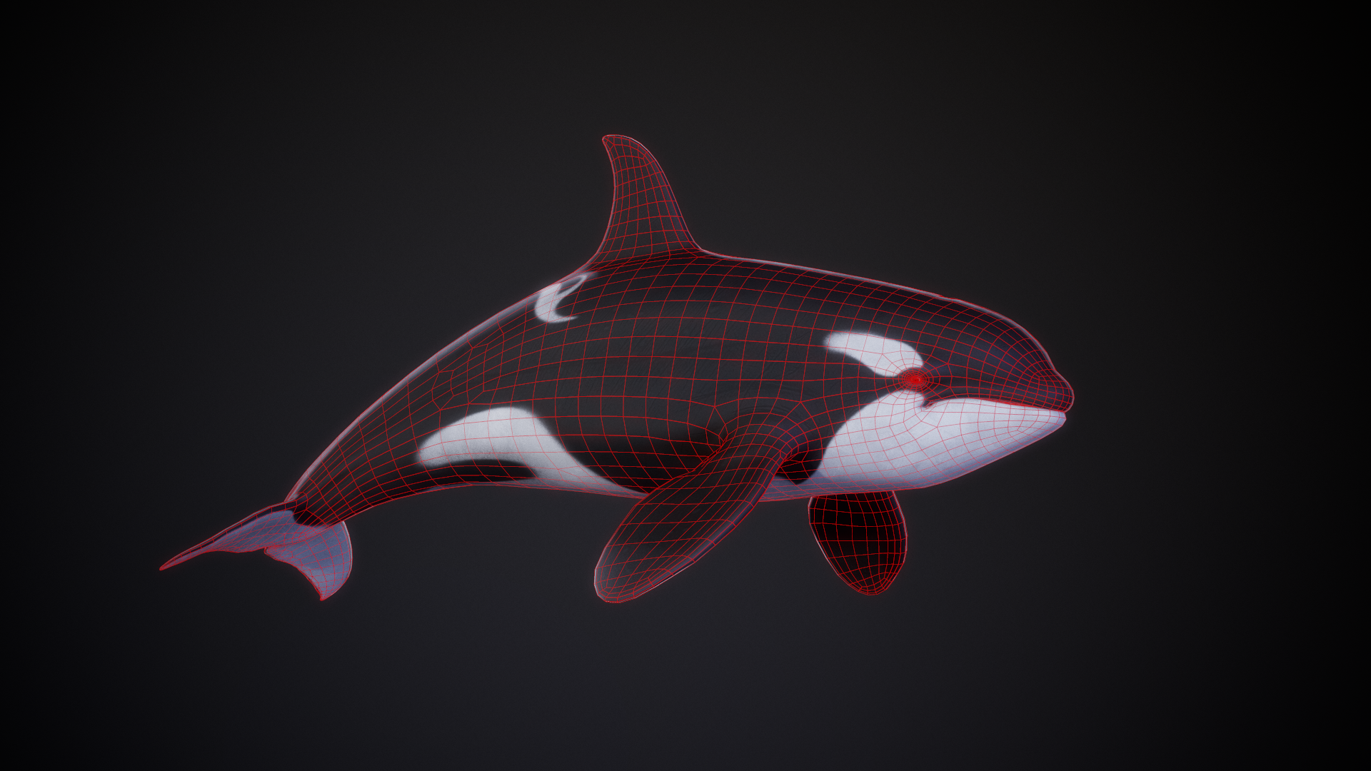 Orca_01_WireFrame.png