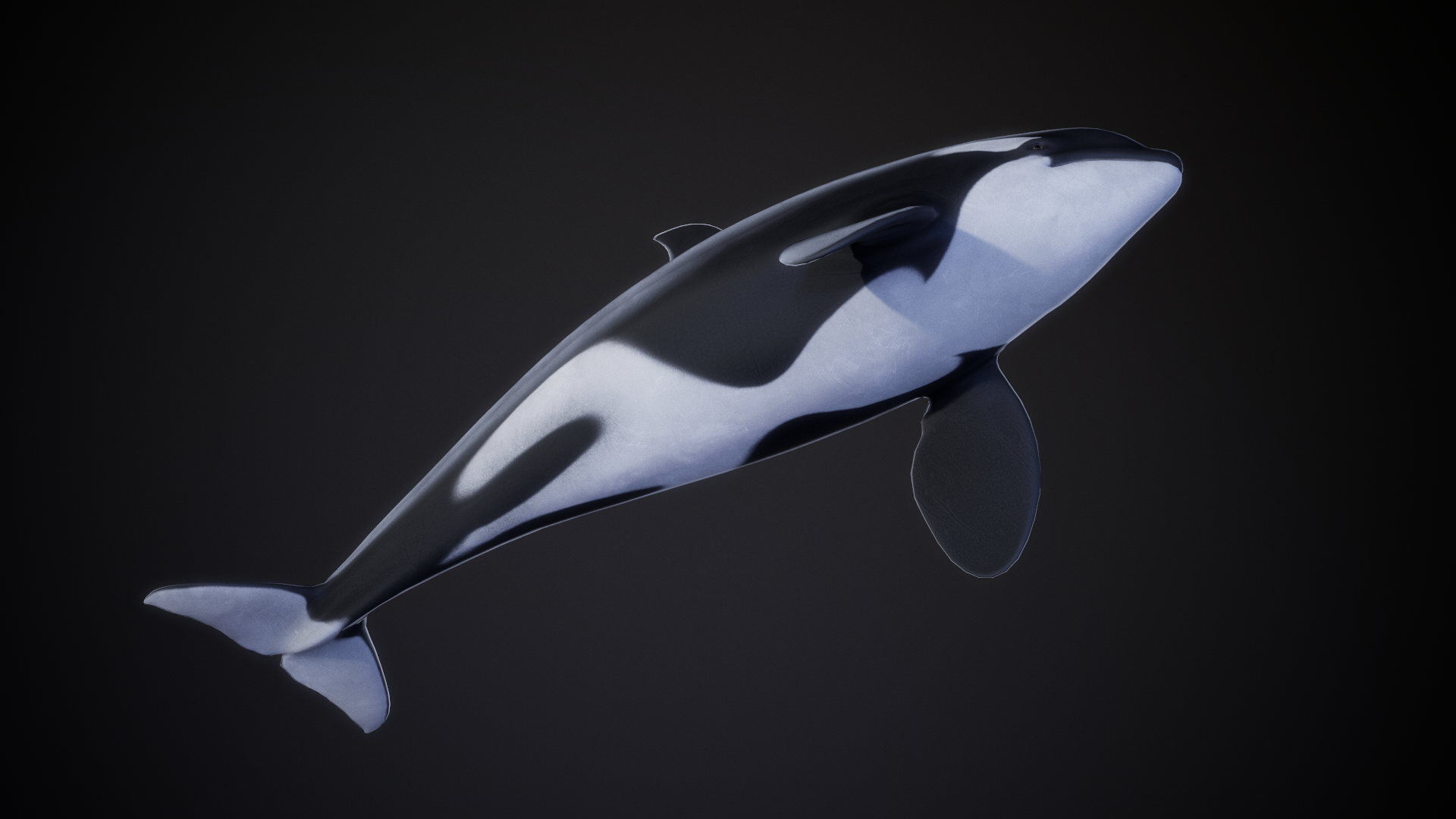 Orca_02.png