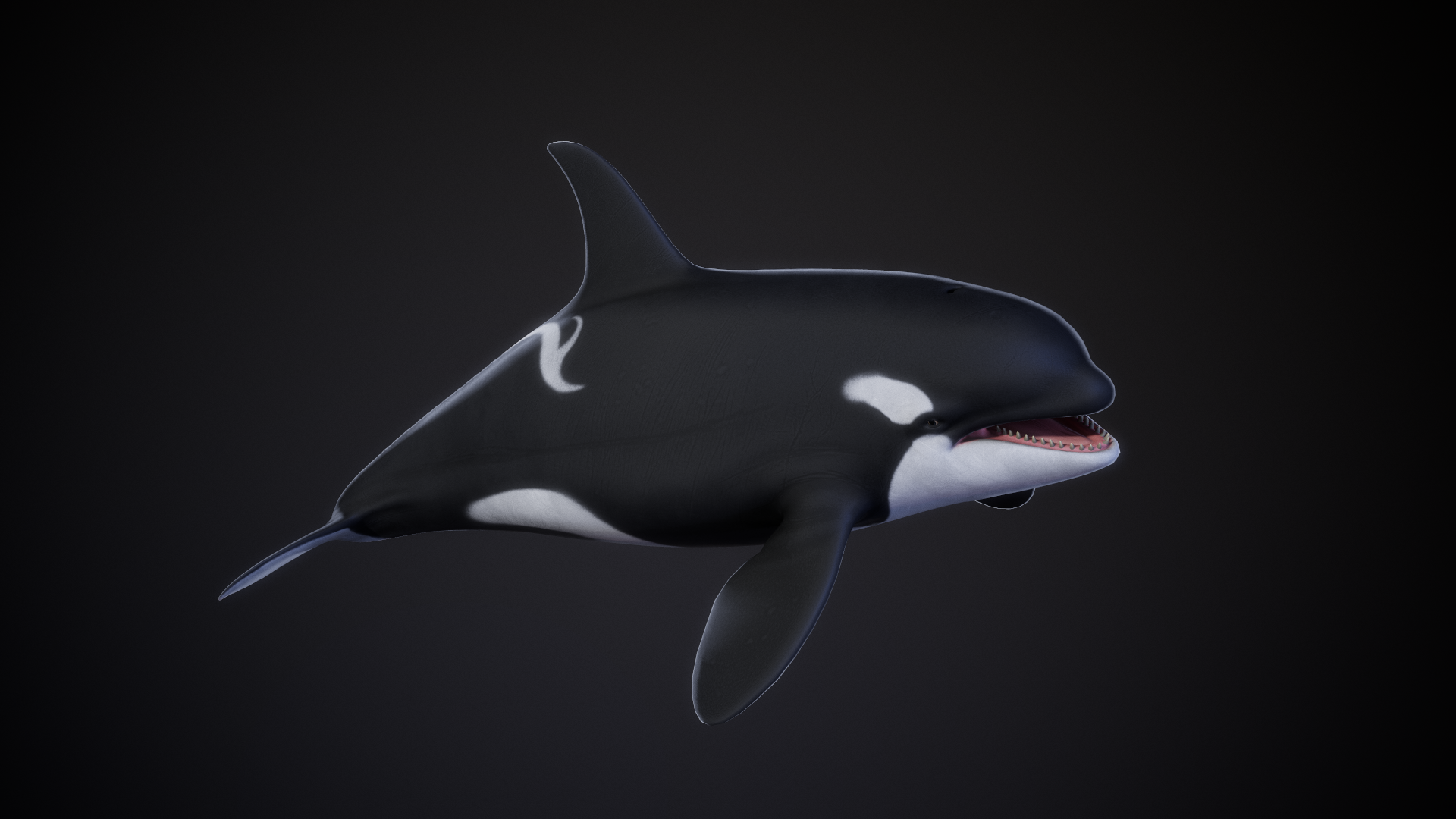 Orca_03.png
