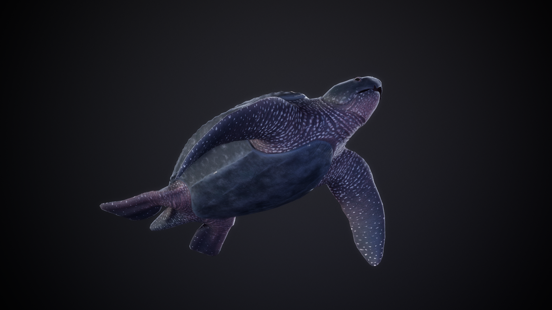 LeatherbackTurtle_02.png