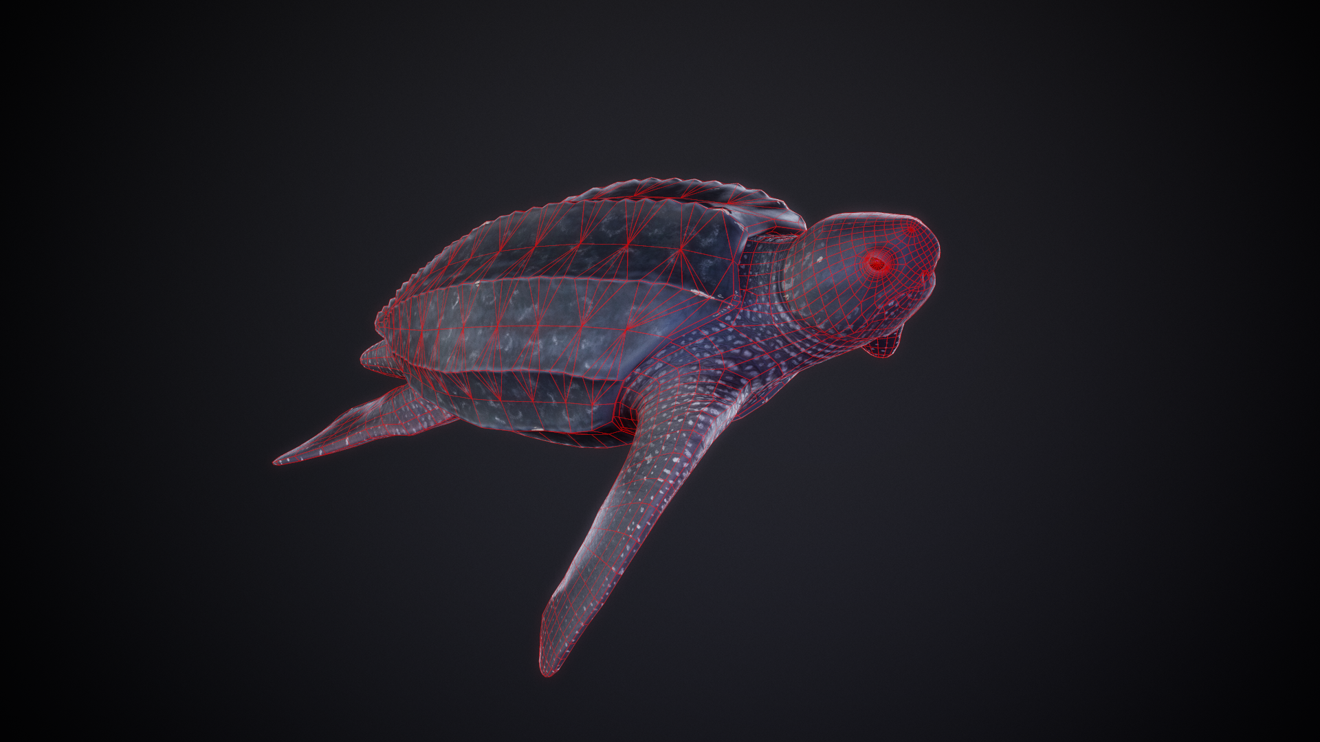 LeatherbackTurtle_01_WireFrame.png