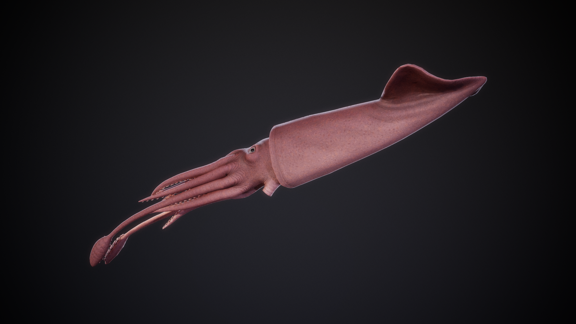 GiantSquid_02.png