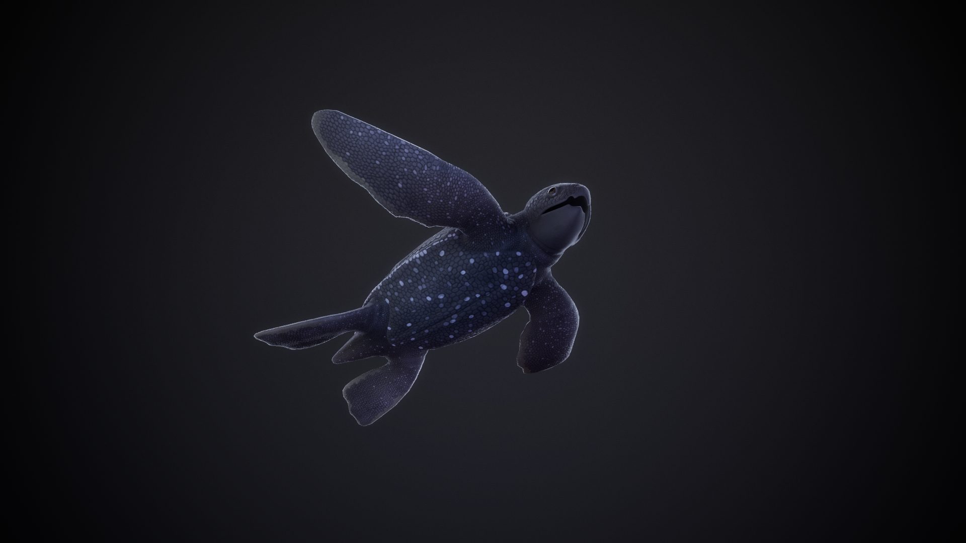 Leatherback_Baby_03.png