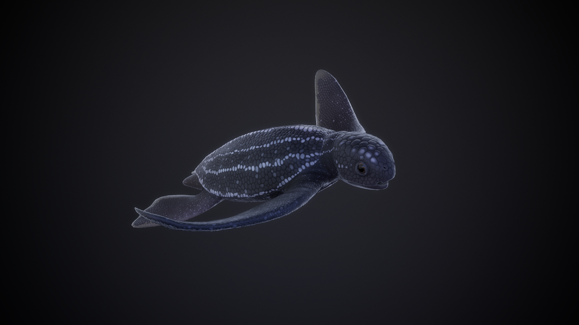 Leatherback_Baby_01.png