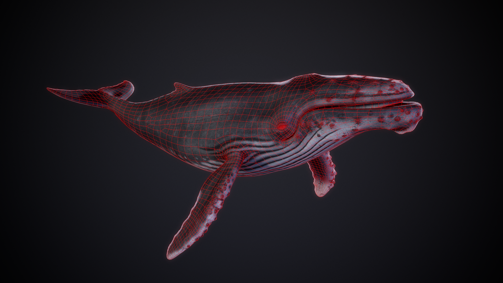 Humpback_01_Wireframe.png