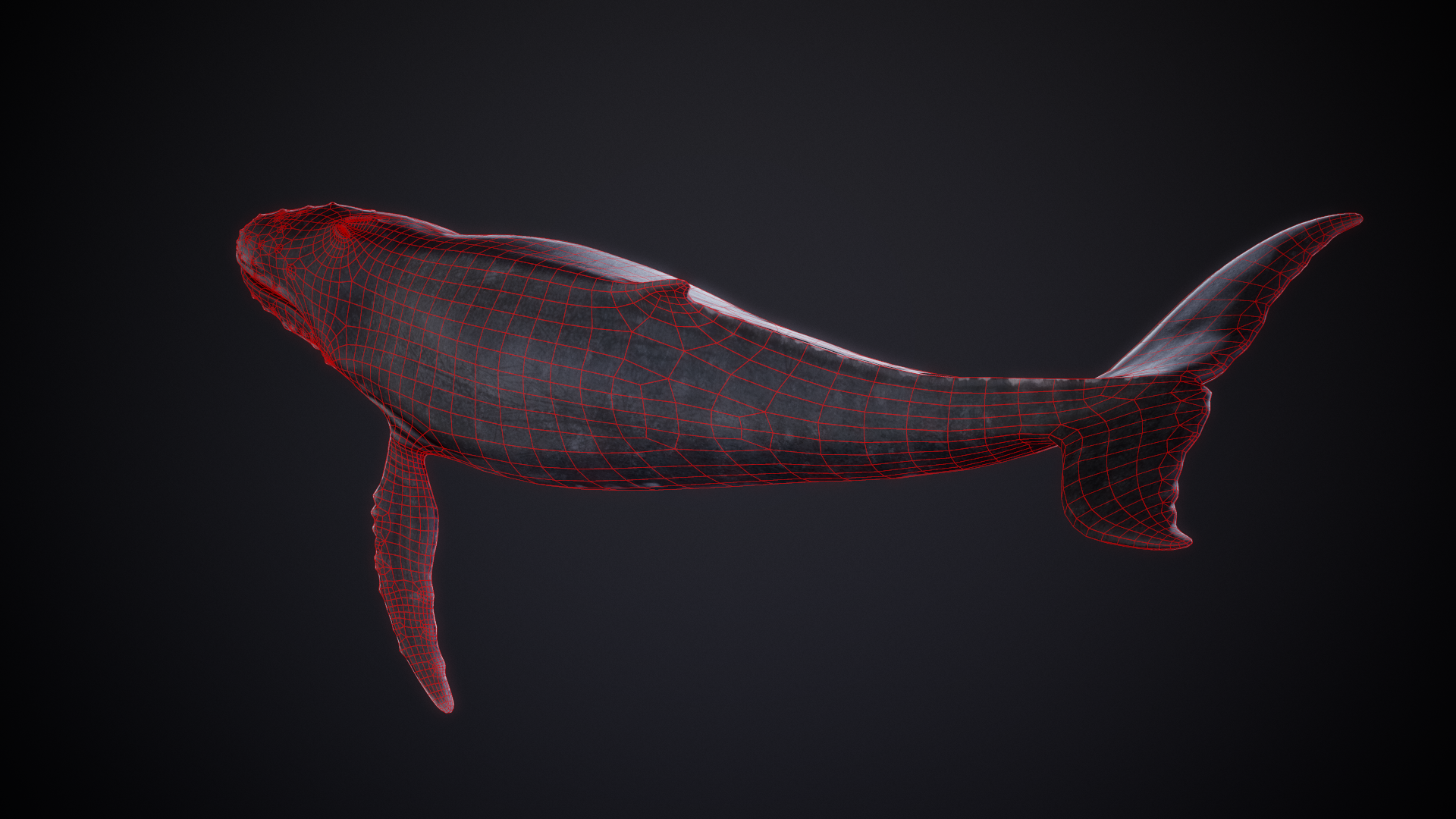 Humpback_02_Wireframe.png