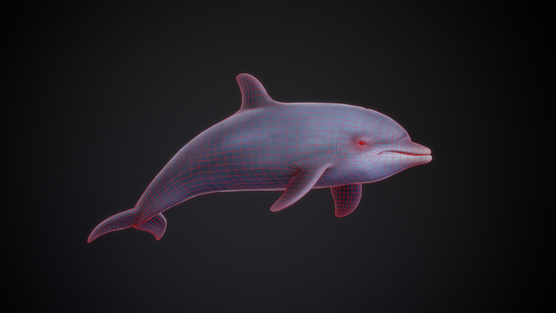 BottleNose_Dolphin_01_Wireframe.png