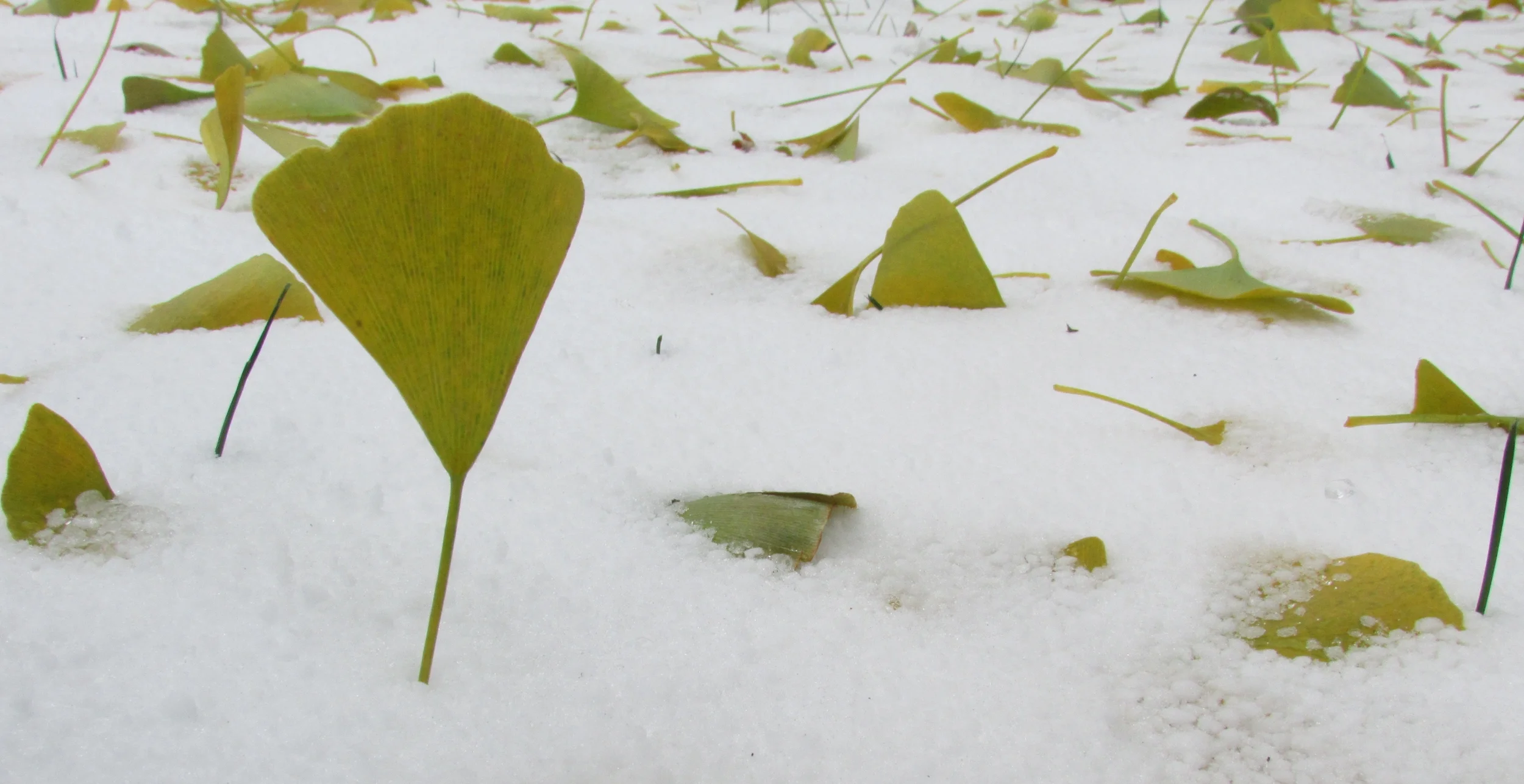 Leaf snow 2.jpg