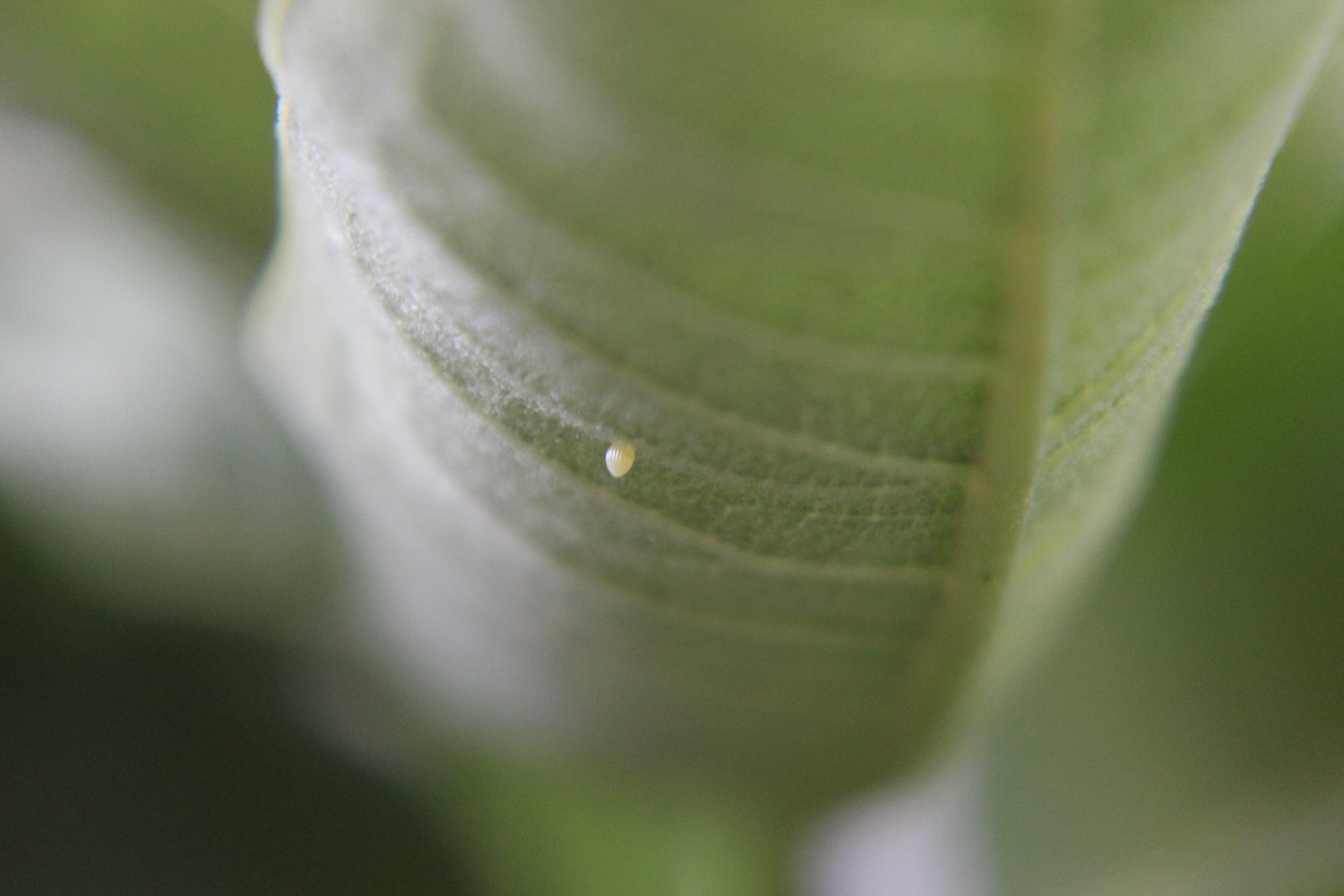 Monarch egg on milkweed