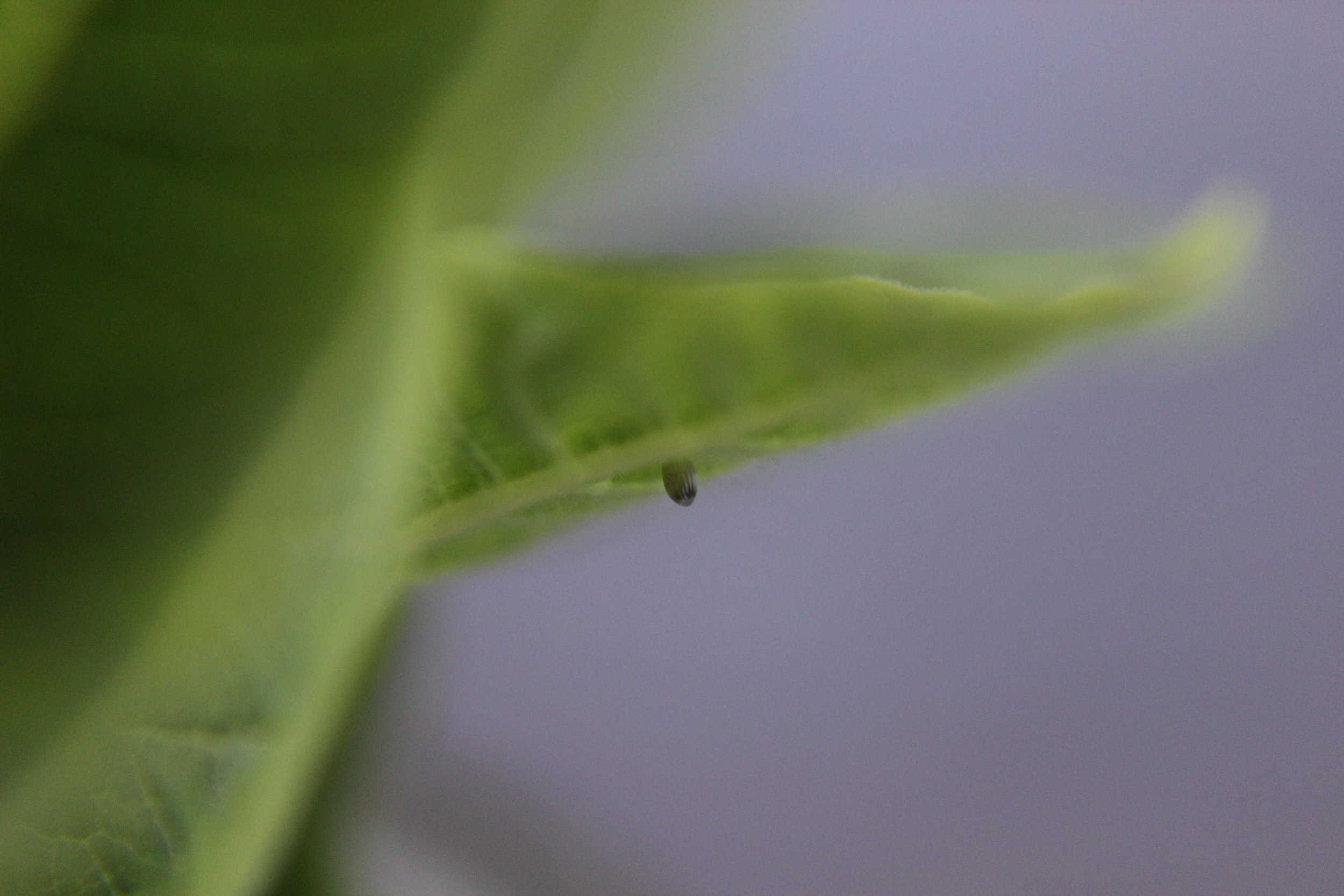 Monarch egg about to hatch