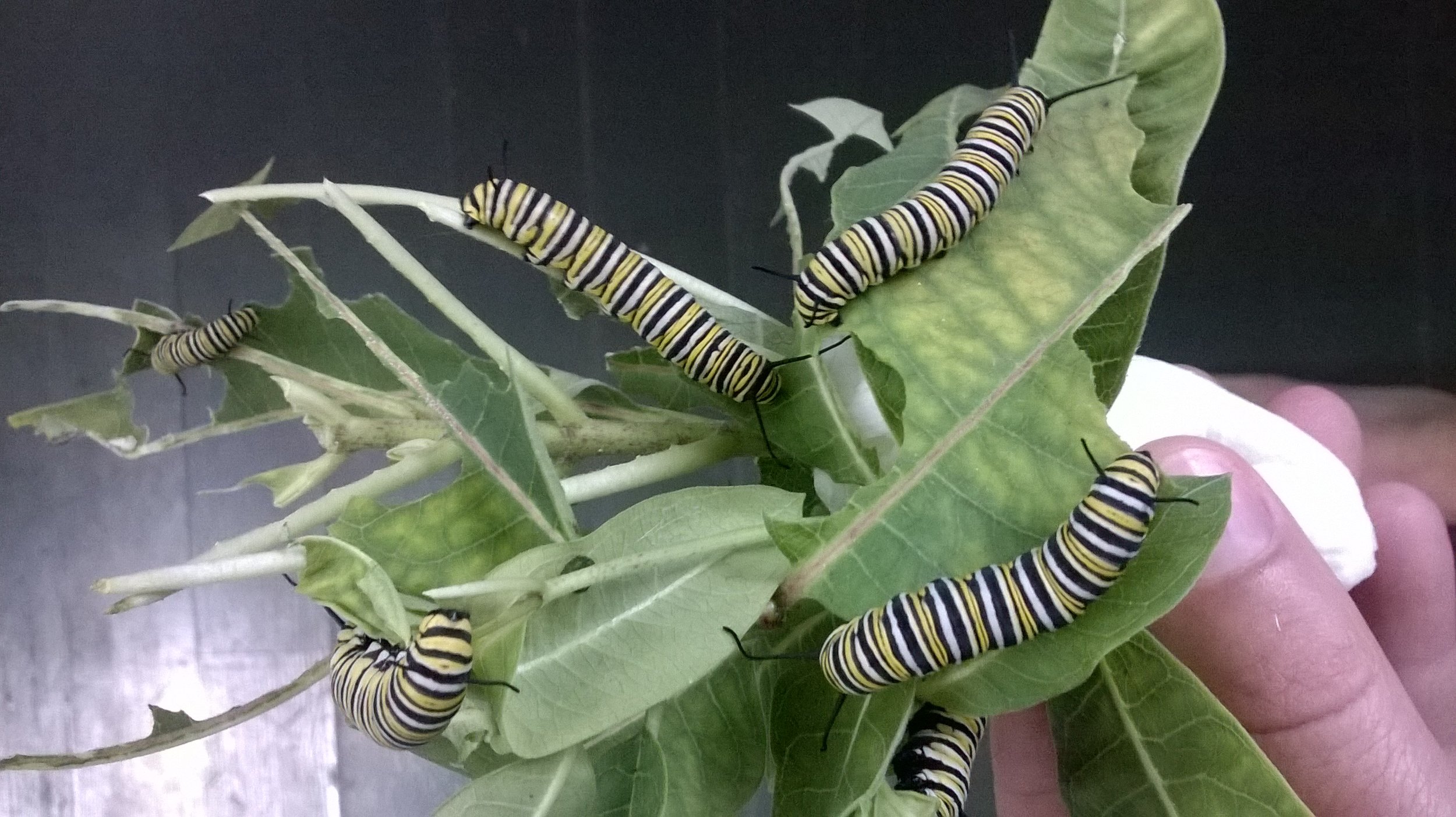  A handful of caterpillars nibbling away