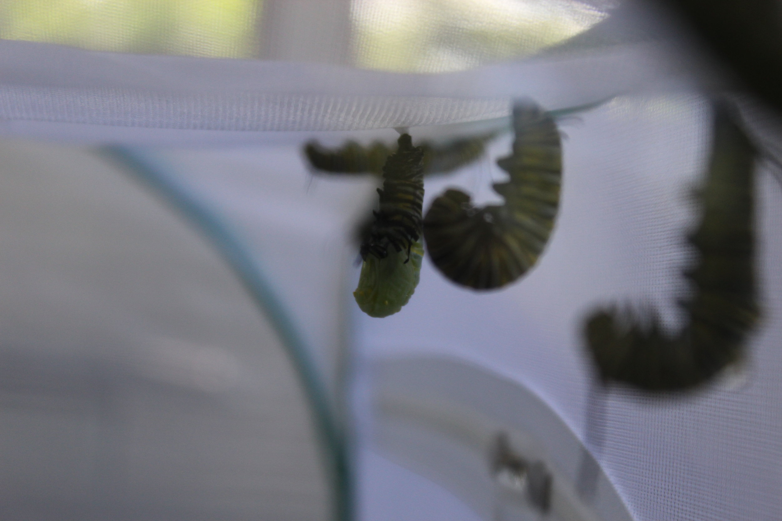 Caterpillar transforming to chrysalis (third from right)