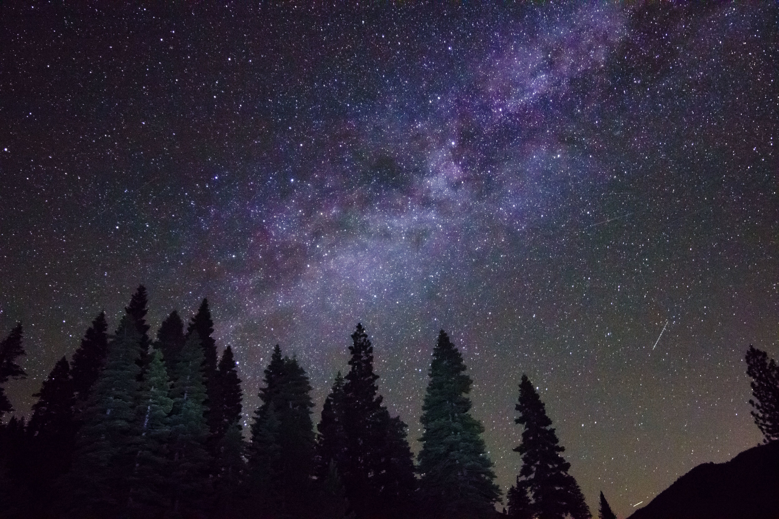 Trees-With-Glow-Web.jpg