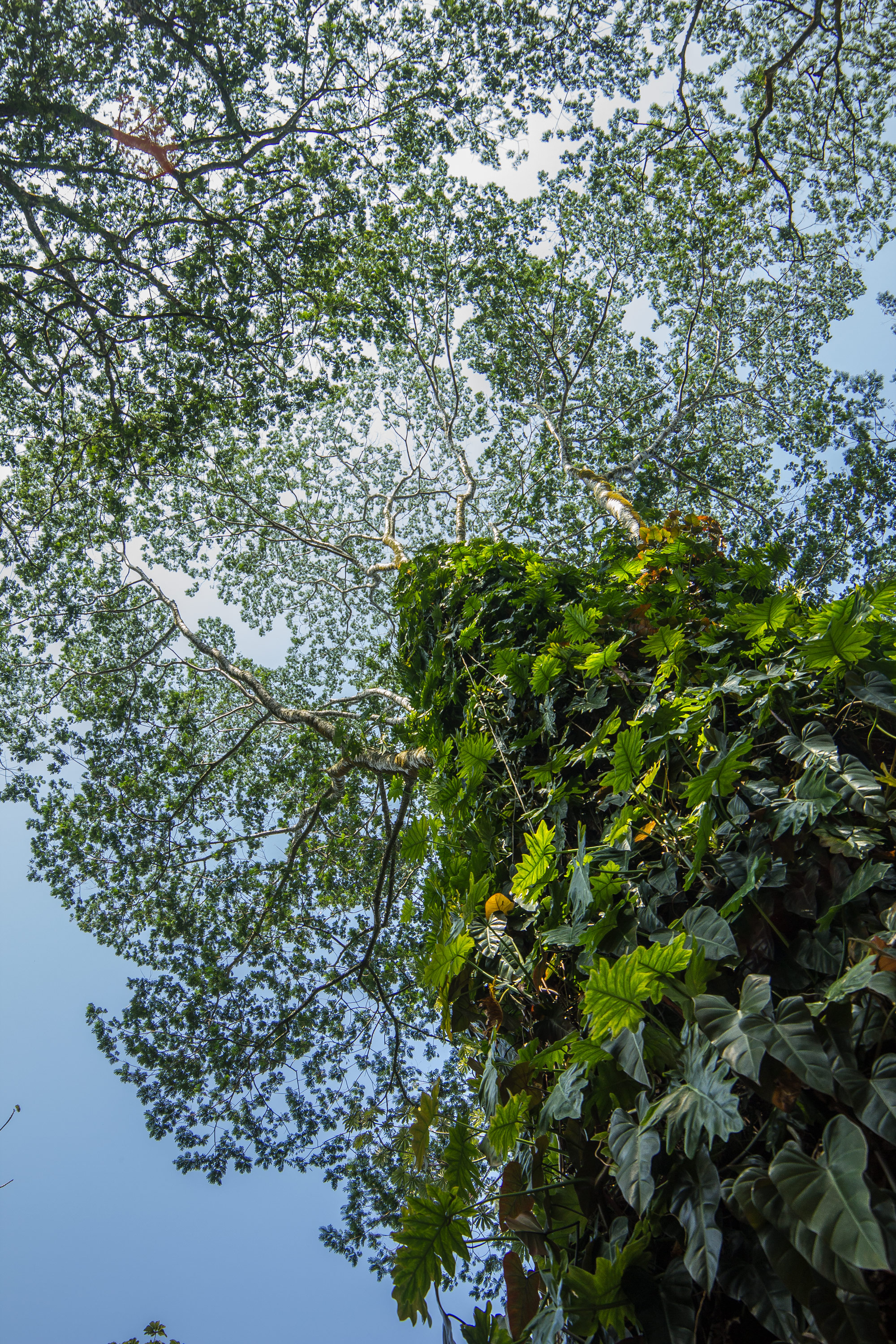 Tree-Pattern-Web.jpg