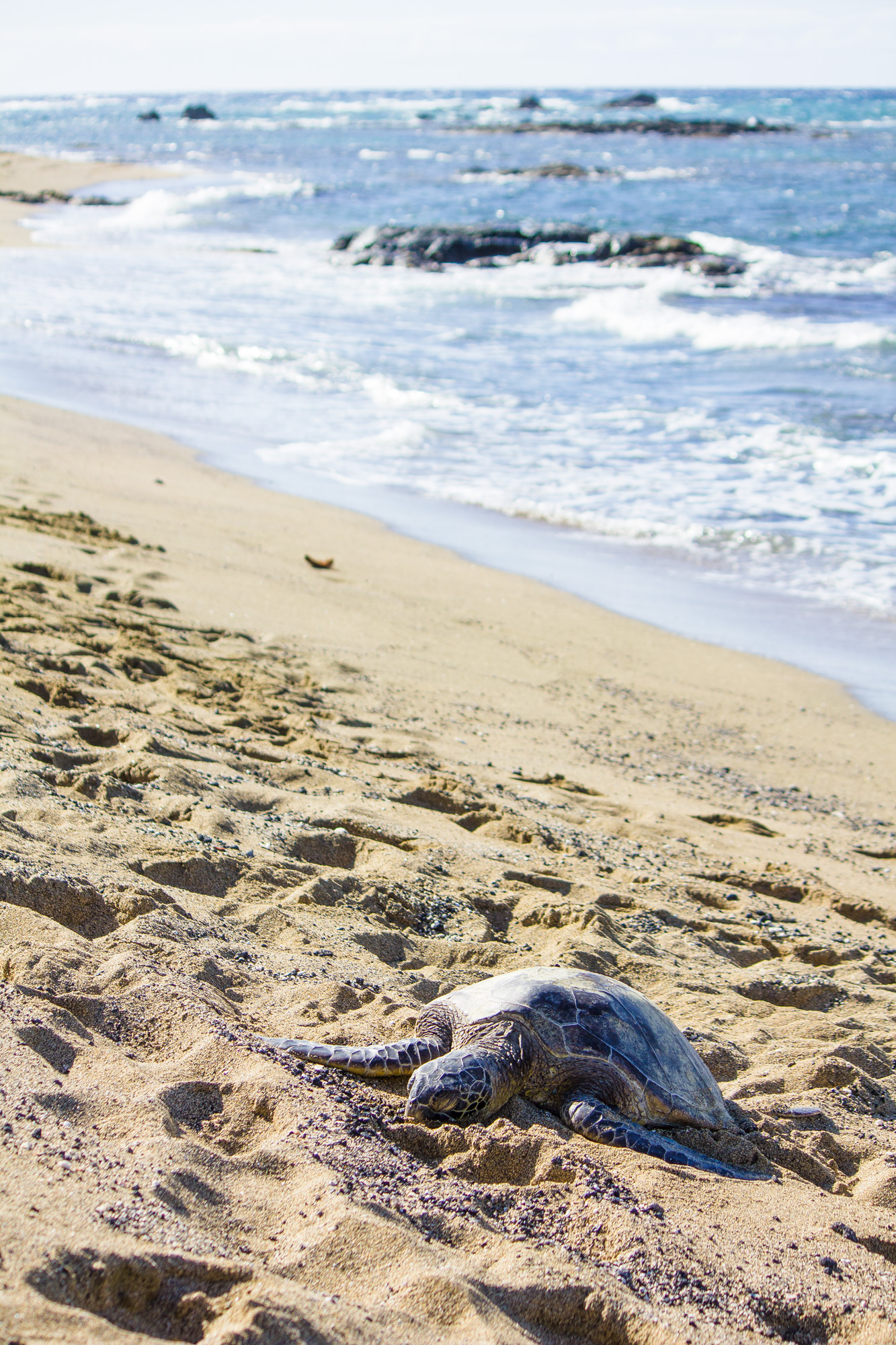 Turtle-Day-4-Web.jpg