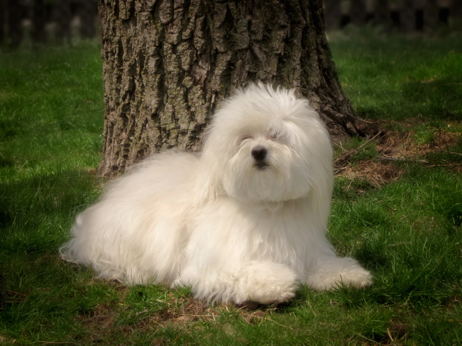 alfie-01.jpg