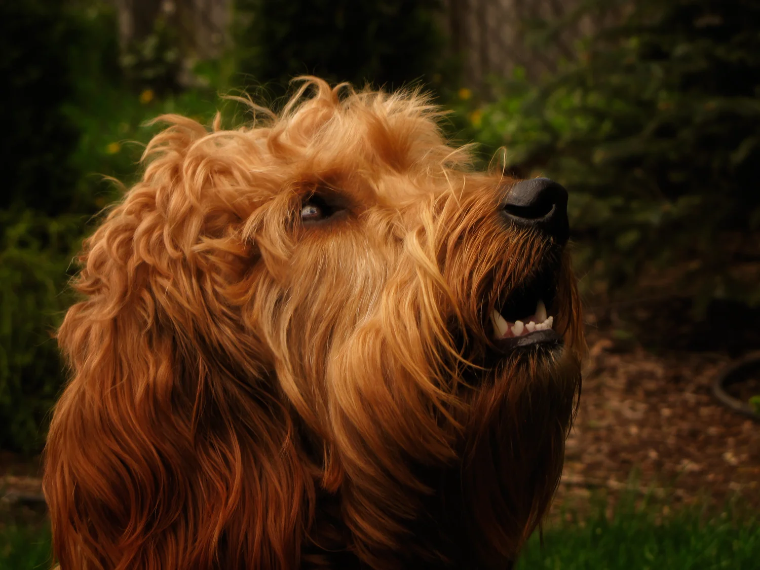 ginger01.jpg
