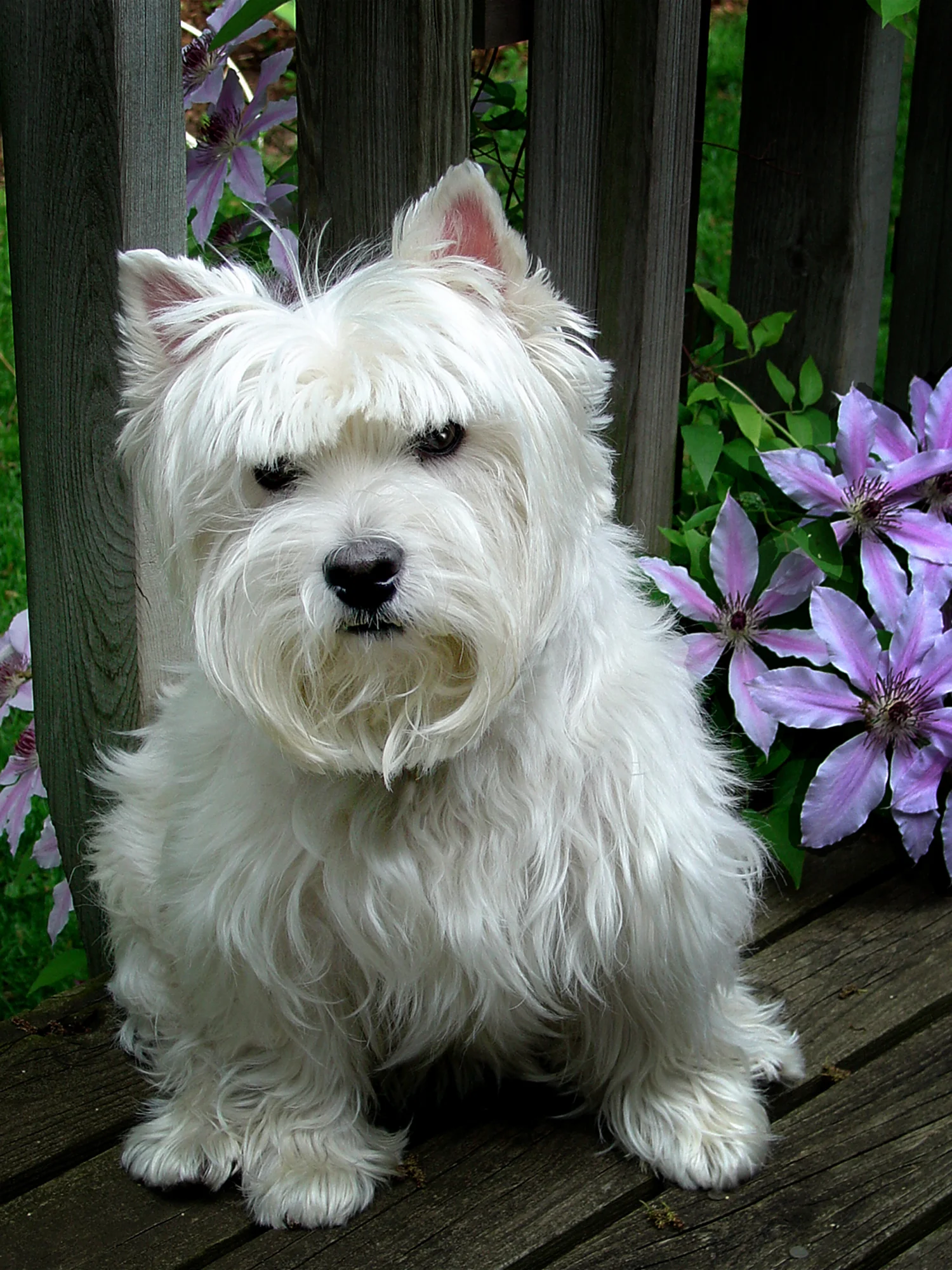 stella01.jpg