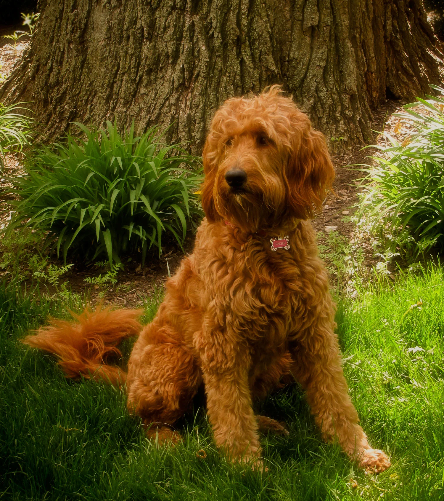 ginger03.jpg