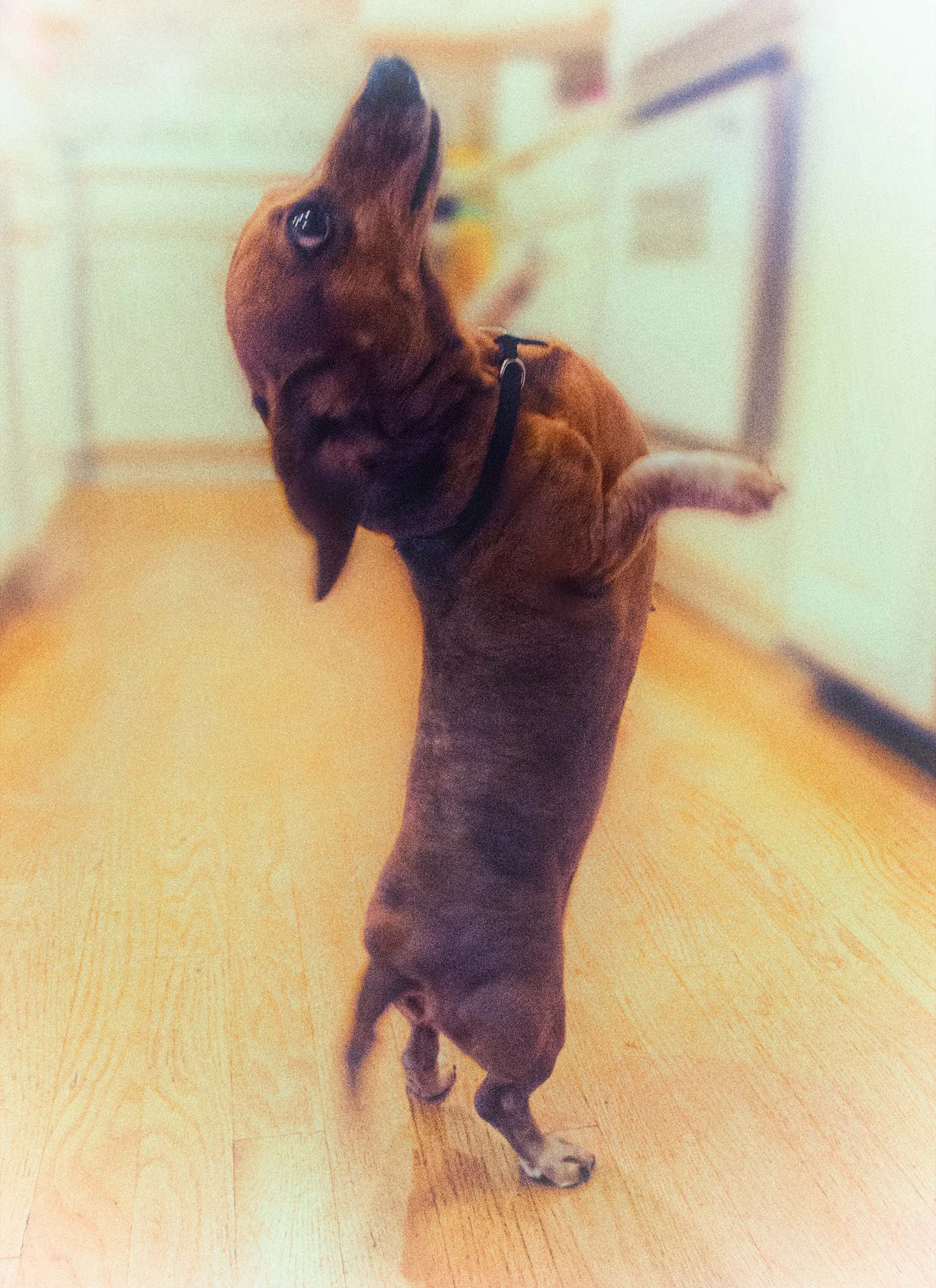 Sandy-2legs.jpg