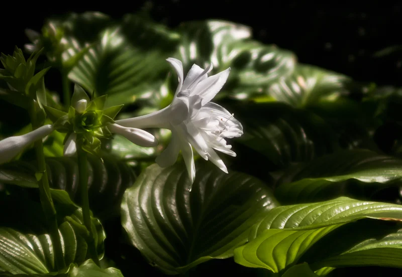 hostas.jpg