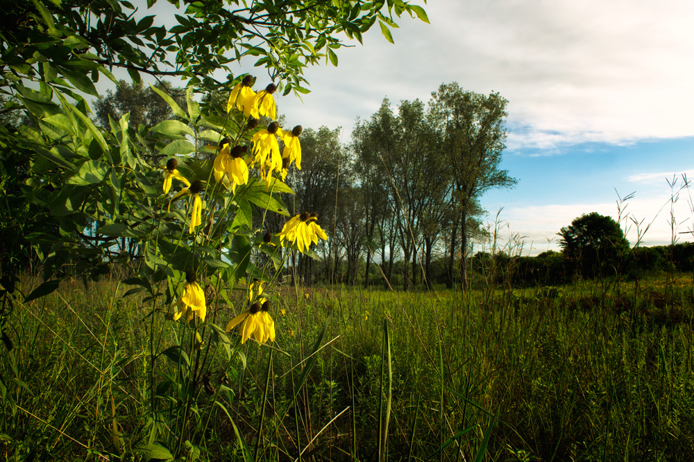 I plan to make a concerted effort in my future landscape images to have a definite Subject, to anchor my image, and let the eye focus on. This has been something I have been rather lazy in doing, and I think it needs addressing.This was shot out at …