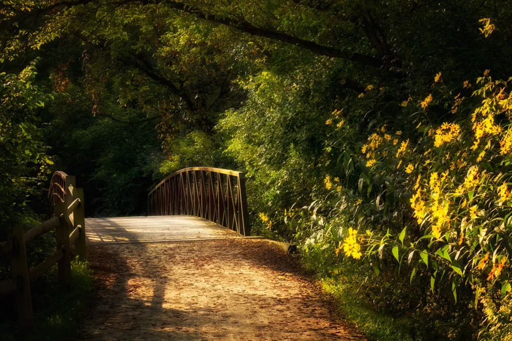This is a scene from Blackwell Forest Preserve, early morning. The trail is located over by the archery range and travels north up to Mack road and over to Mckee marsh. My camera settings included 1/180 sec. F8, ISO 400, my focal length was 55mm.
