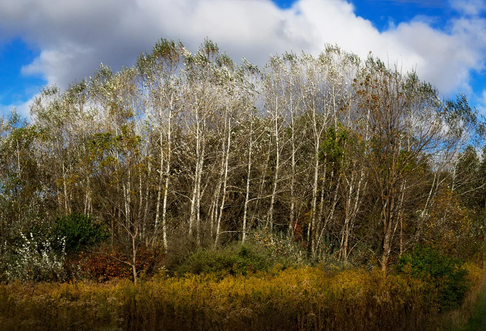 I have tried to capture these Birch trees several times in the past, but have been unsuccessful, I could never get much detail and very little contrast.Last Friday though, I arrived early and when the sun struck the leaves and bark, it really popped…