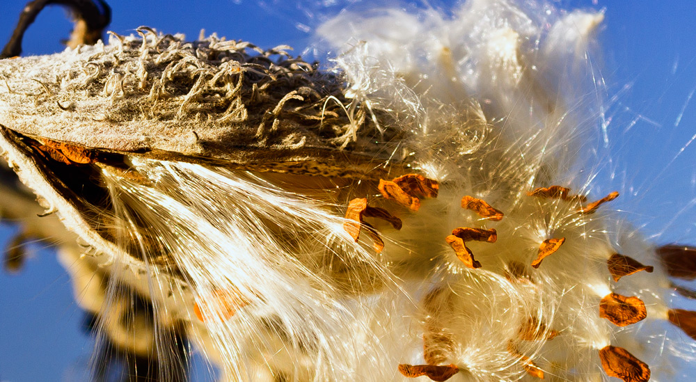 I just happened to be standing next to this milkweed plant when it sneezed. Luckily I was able to whirl and take a quick shot. It looks as though breakfast had consisted of Wheaties?