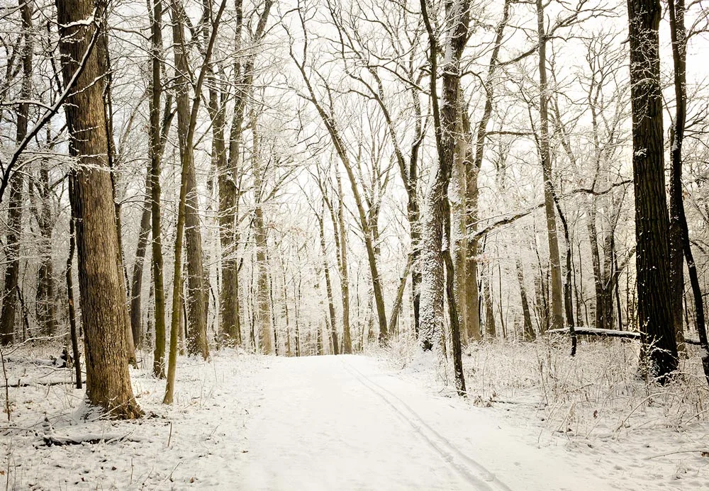 This was shot at the Morton Arboretum. Char gave me a membership for Christmas so, I plan on photographing it front to back. This goes out to Sue and Andrea. 