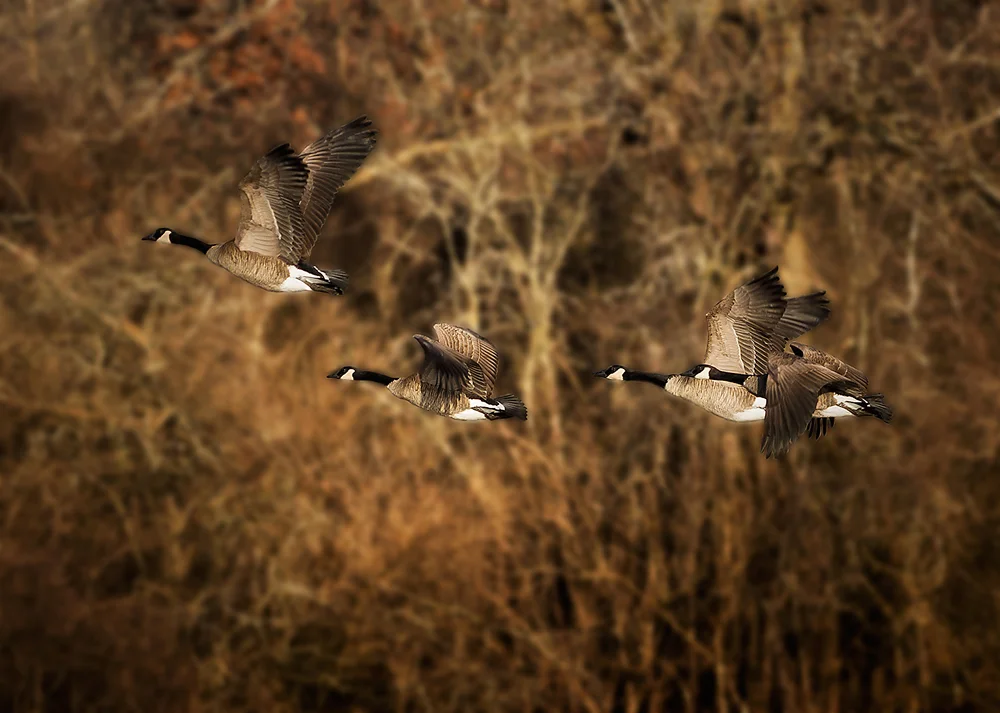 This was shot at the Blackwell Forest Preserve. There are hundreds if not thousands of Geese grouped on a few lakes in the preserve. &nbsp;The cacophony of noise they produce &nbsp;when they decide to take flight is almost deafening. Unfortunately, …