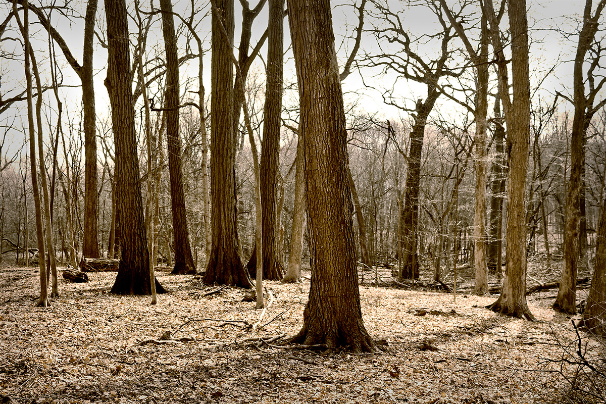 This was taken at the Morton Arboretum. I added some "Nik" filters, which gave it a bit of an overexposed feel to it. I plan on taking the same picture in 2 or 3 months and create a bi-panel landscape.