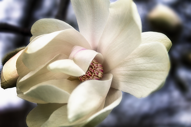 This is just an extension of POST 33, exuding the fragrance and beauty of these bloosoms.