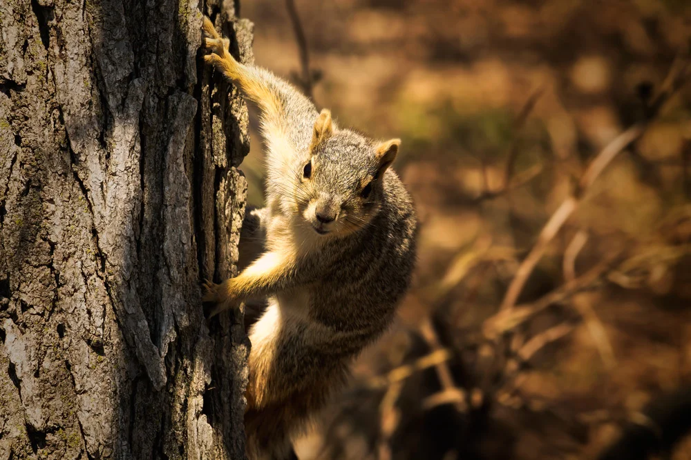 This guy is looking for the coat check girl, so he can climb out of his winter gear and enjoy the spring weather.