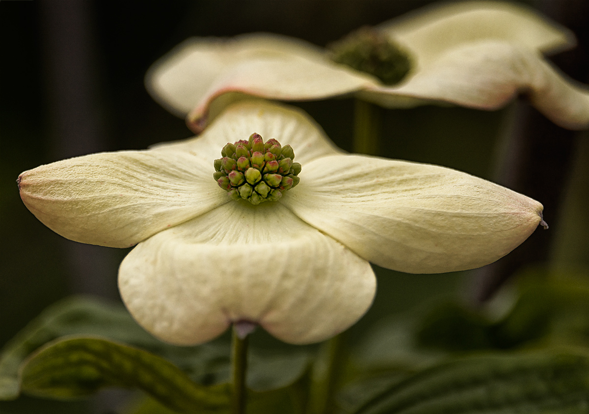 I found this Blossom just outside the Visitor Center on the banks of &nbsp;Meadow Lake at the Morton Arboretum. They were sporadically growing around the the lake so I assume they are wild flowers (I have also been known to be in error, but it just …