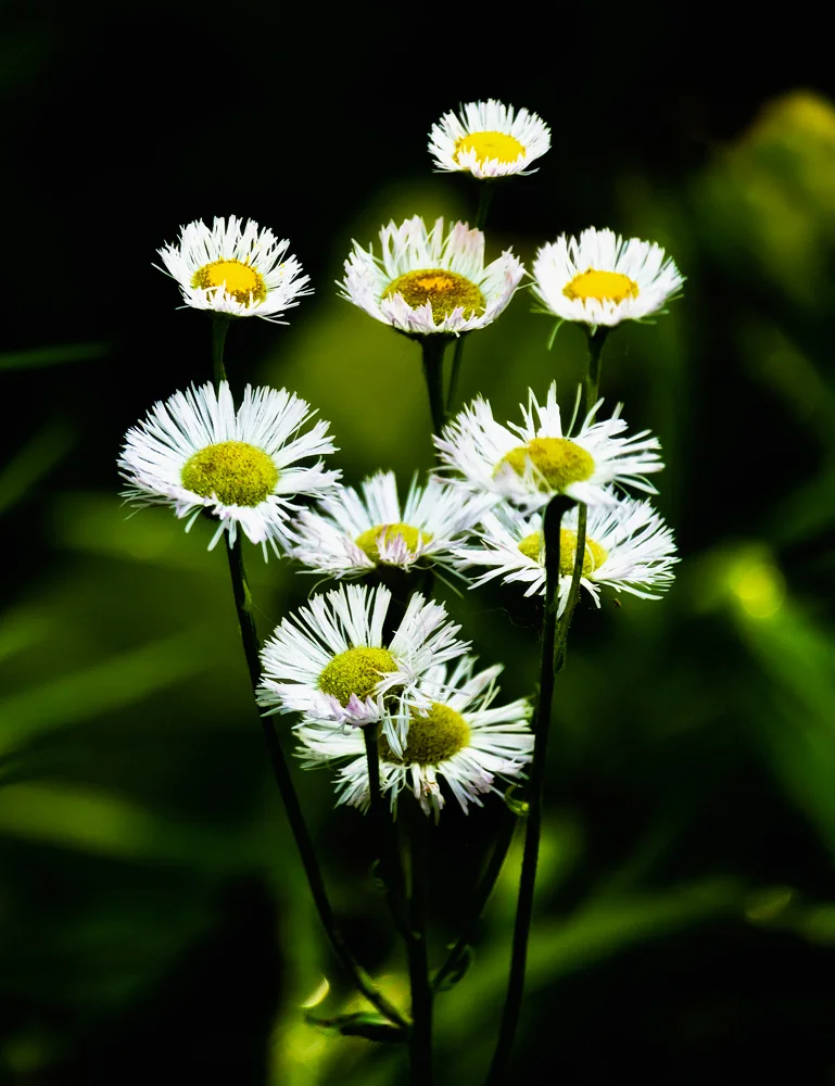 I came across these Aster's down at Oldfield Oaks (sounds like a car dealership), it's located at 87th and Lemont road, just north of Argonne. These pretty wildflowers were just screaming at me to take their photo so I conceded, and we all had a goo…