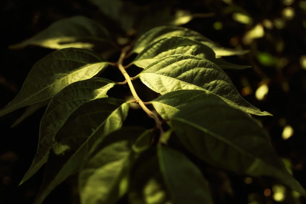 This was captured at home, some where along the back fence. I was working on my depth of field (I guess), &nbsp;and after careful consideration, I believe I should have kept the foreground leaves in focus. But I may change my mind.