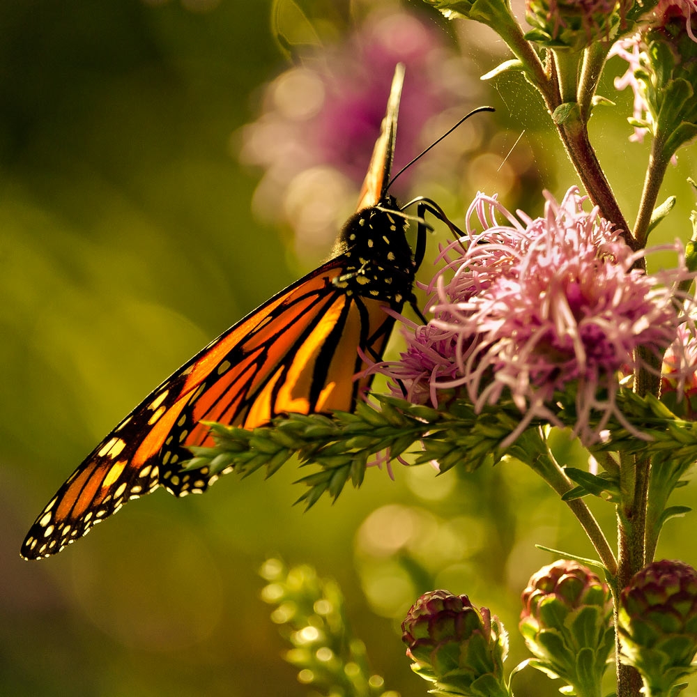 I ran into a swarm (?) of Monarchs at the Morten Arboretum (that would be about 6 butterfly's}.They were having a lot of fun chasing after each other, then stopping to refuel. I came back a few days later and most of them were still there, and still…