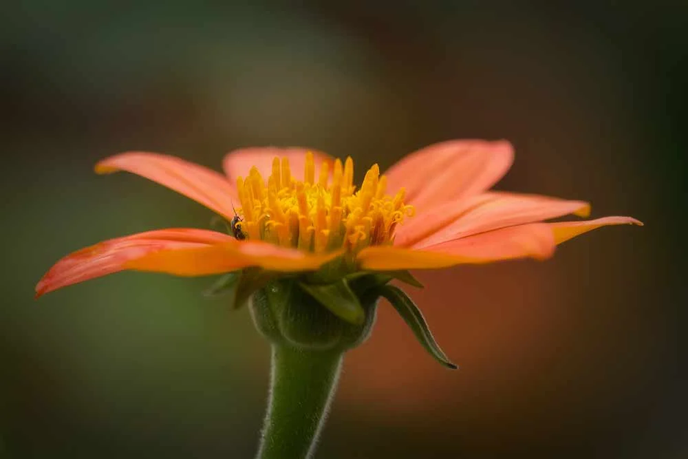 I took this at Cantigny Park, I was in dire straights for an image, and this one jumped out and grabbed me. It was cloudy so that made it very good for capturing some soft and saturated colors.